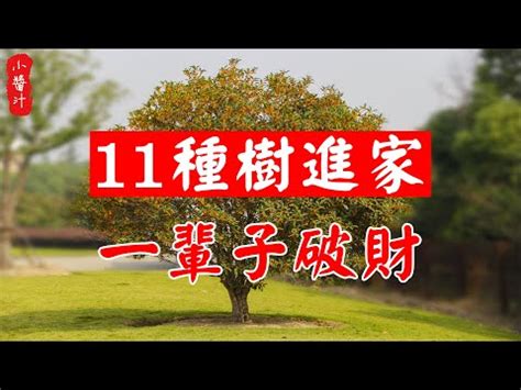 玉蘭花風水禁忌|玉蘭花樹的風水禁忌 種植要注意什麼